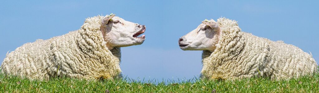 Two sheep facing and talking with each other. Civil discourse and discussion is important.